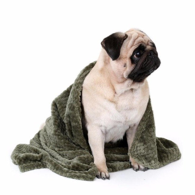 Couverture, animal domestique, chien, chaud