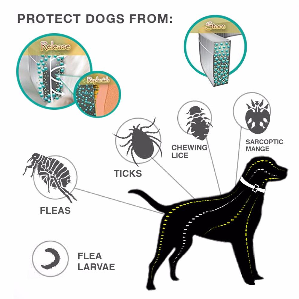 Collier anti-insectes pour chat et chien