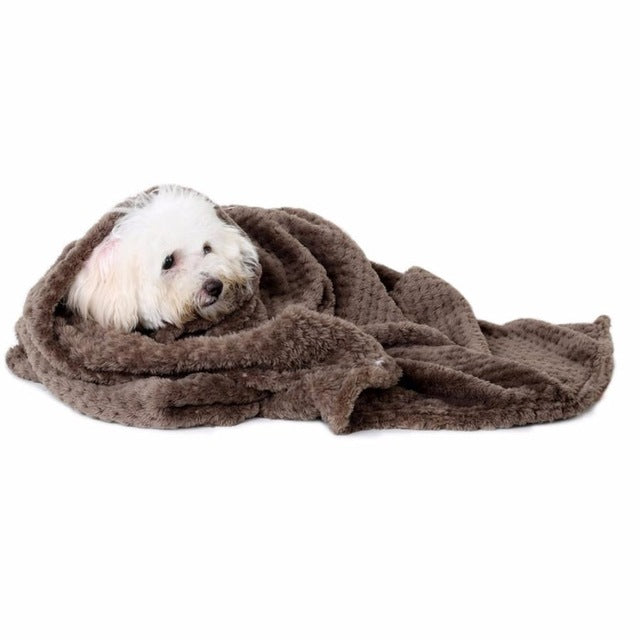 Couverture, animal domestique, chien, chaud