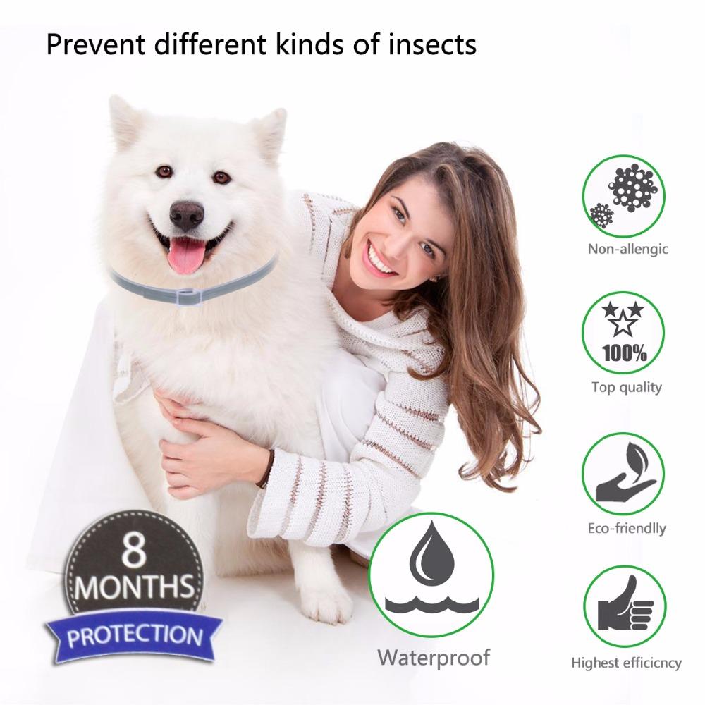 Collier anti-insectes pour chat et chien