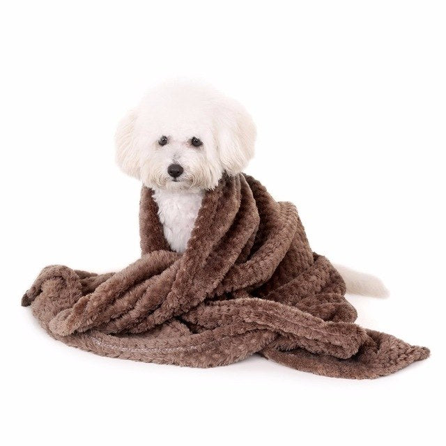 Couverture, animal domestique, chien, chaud
