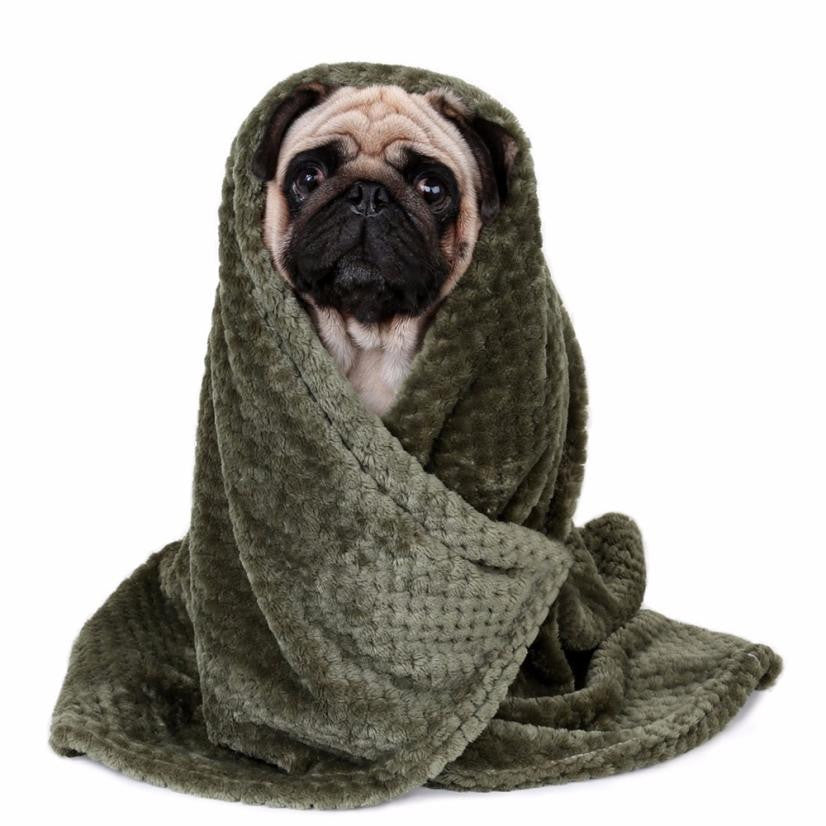 Couverture, animal domestique, chien, chaud