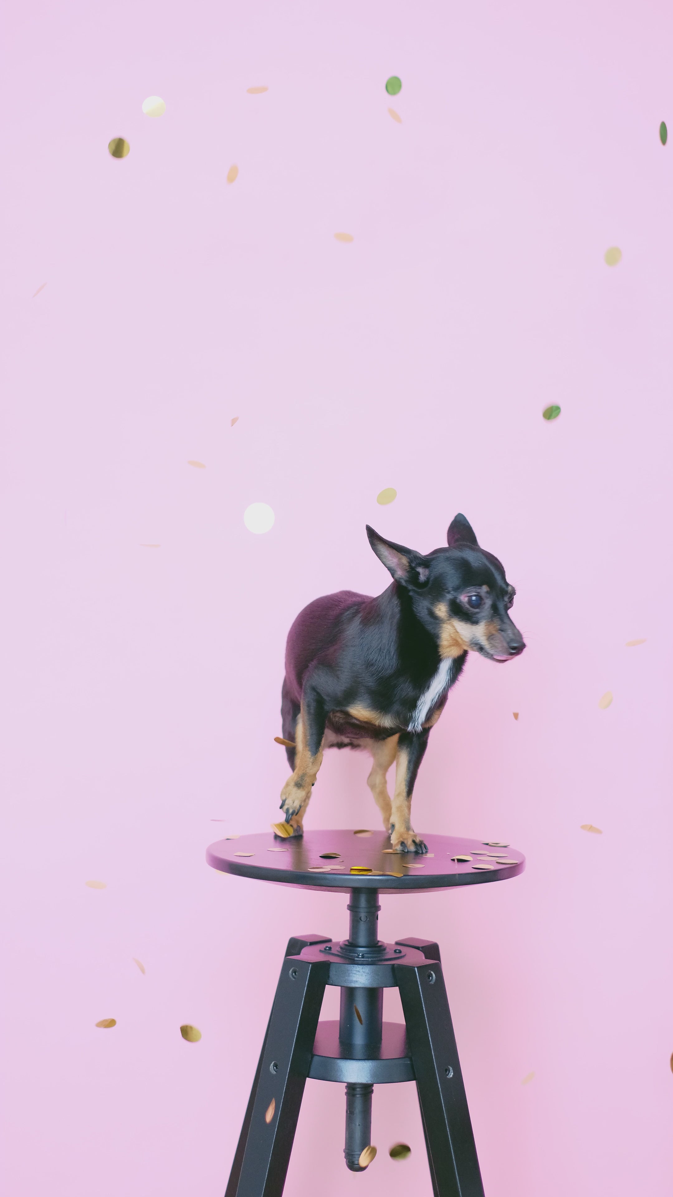 Charger la vidéo : 